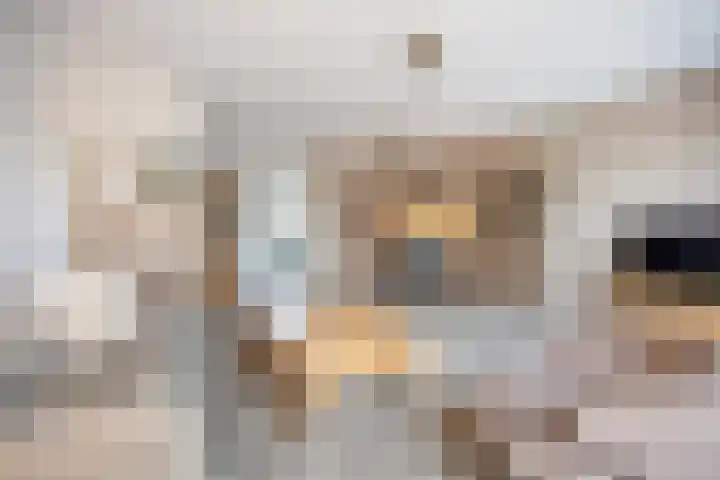 De Bogerd 10 Horssen thumbnail 8