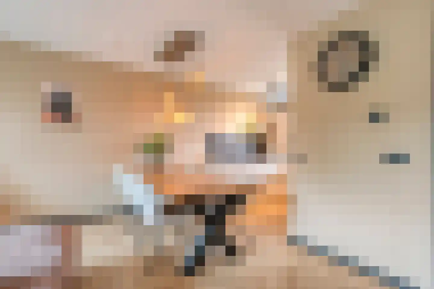 De Boksloot 20 Slagharen thumbnail 15