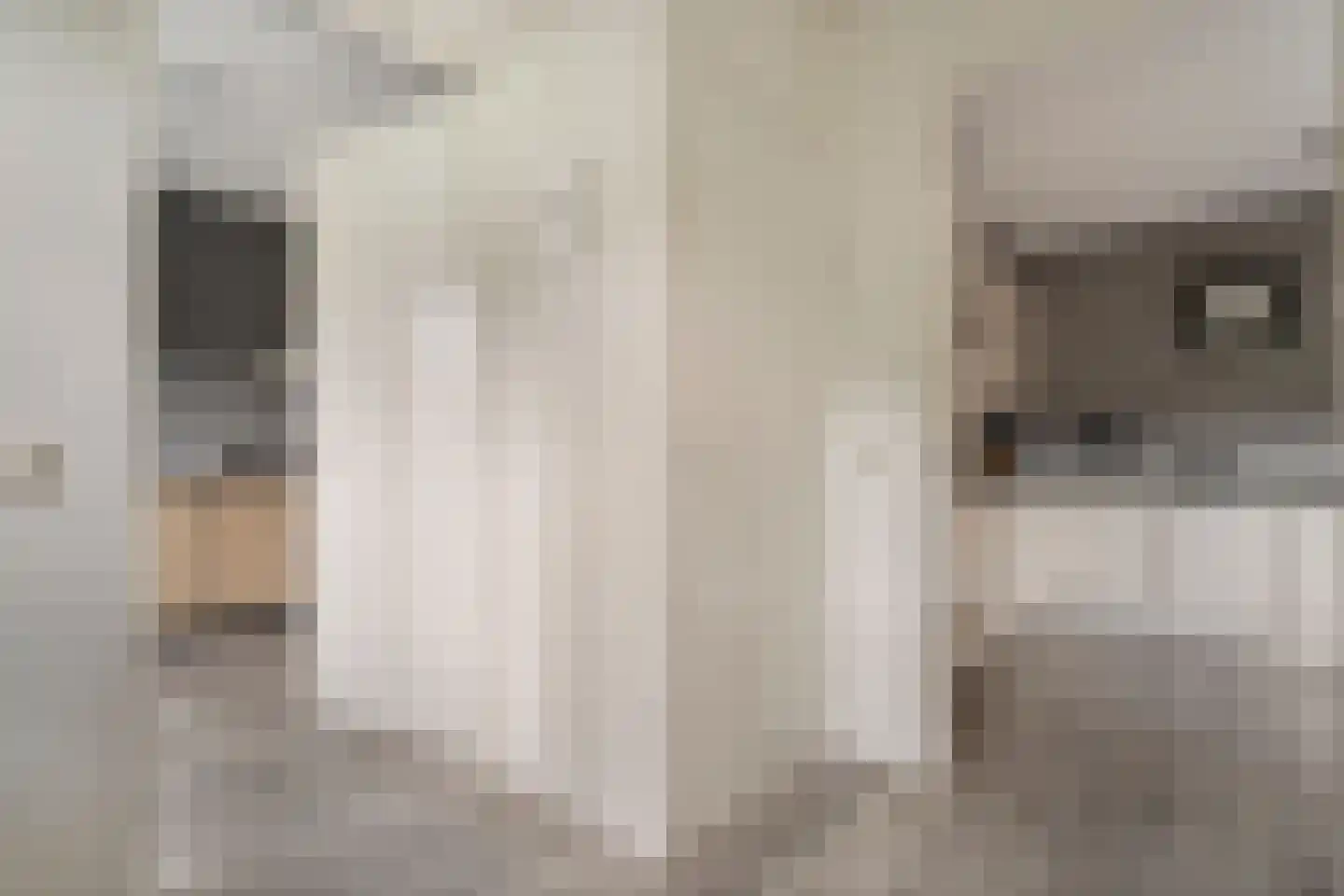 De Bolster 10 Hollandscheveld thumbnail 12