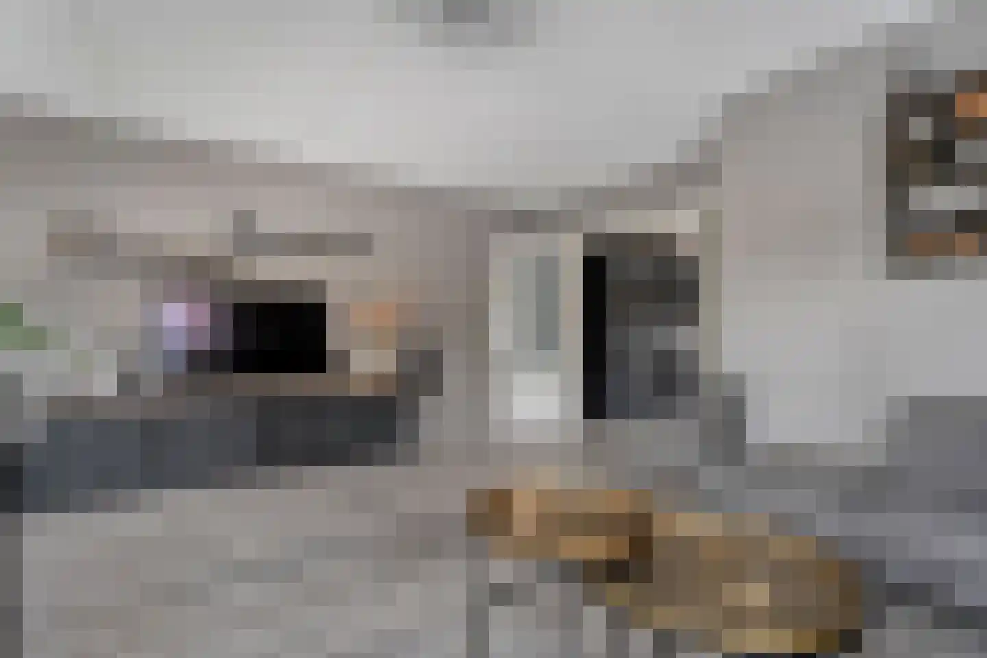 De Bolster 10 Hollandscheveld thumbnail 4