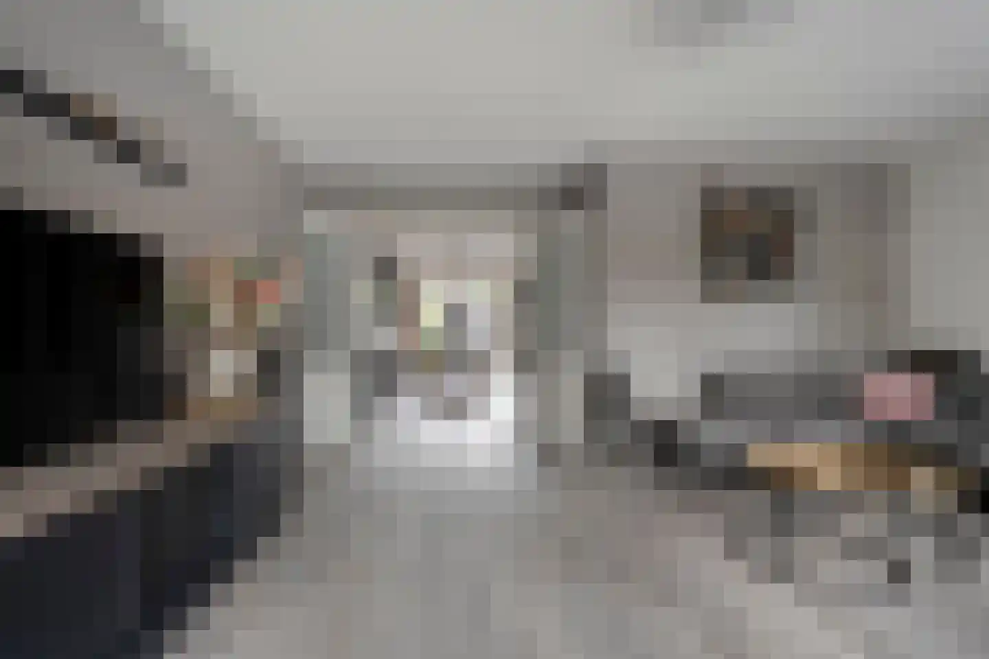 De Bolster 10 Hollandscheveld thumbnail 6