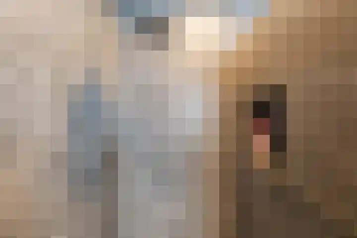 De Bolster 50 Hollandscheveld thumbnail 32