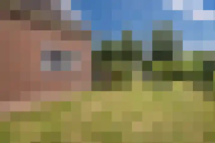 De Bolster 50 Hollandscheveld thumbnail 72