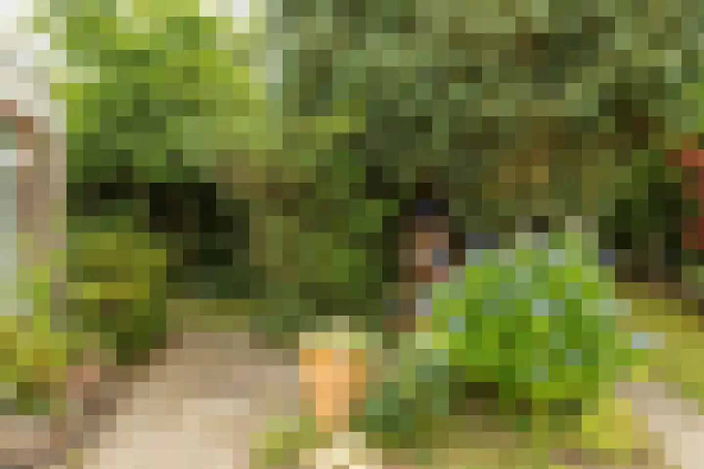 De Bongerd 29 Rohel thumbnail 27