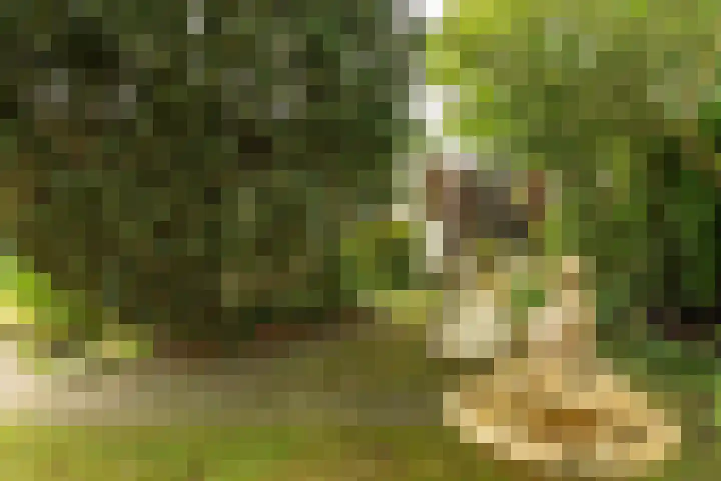 De Bongerd 29 Rohel thumbnail 29