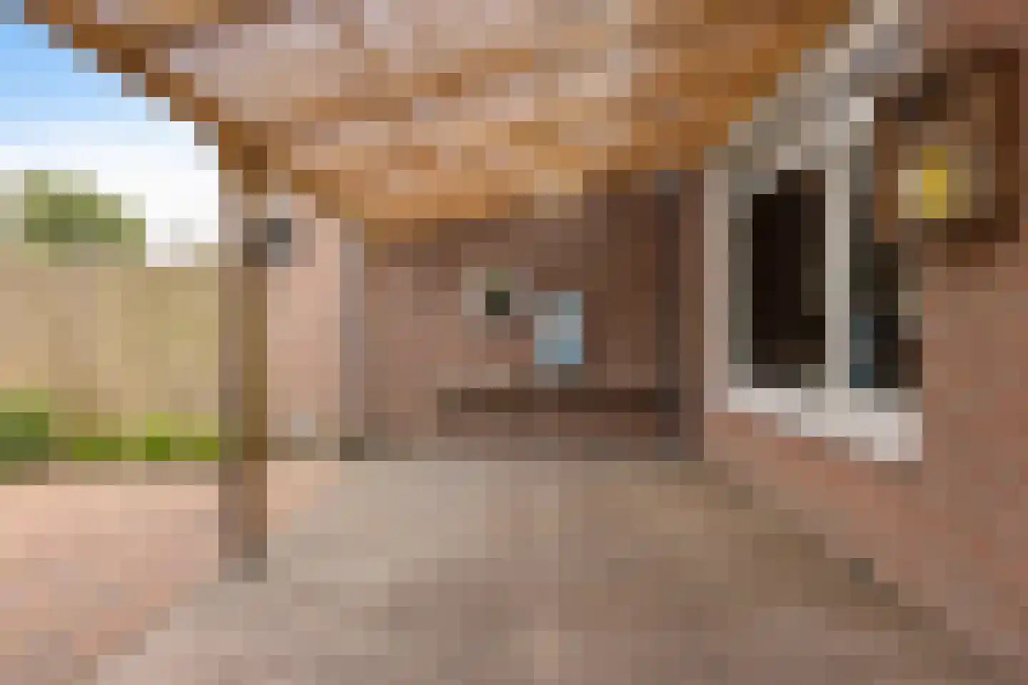De Bongerd 56 Schoonebeek thumbnail 12