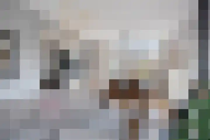 de Bongerd 6 Vorden thumbnail 12