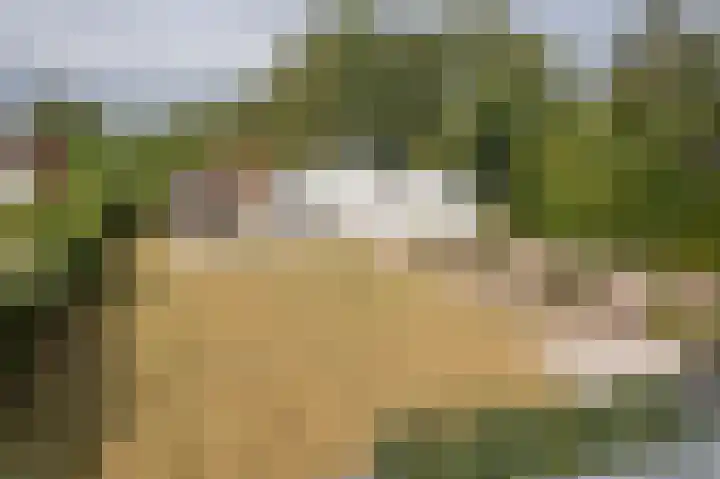 De Bongerd 67 Rohel thumbnail 22