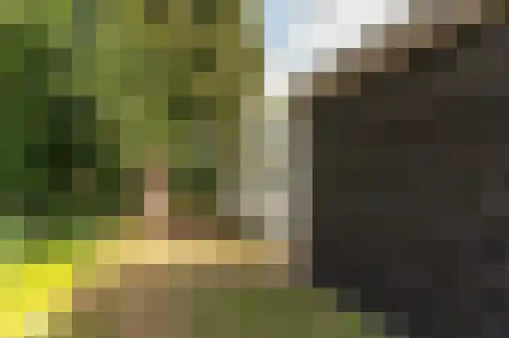 De Bongerd 67 Rohel thumbnail 24