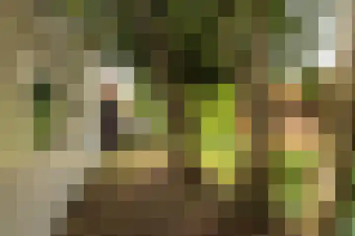 De Bongerd 67 Rohel thumbnail 25