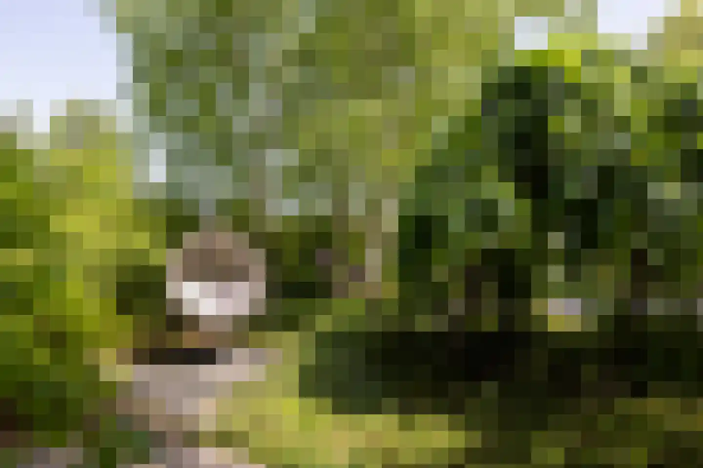 De Bonk 4 Zevenhuizen thumbnail 28
