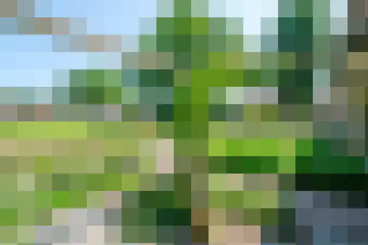De Bonkelaar 28 Balkbrug thumbnail 37