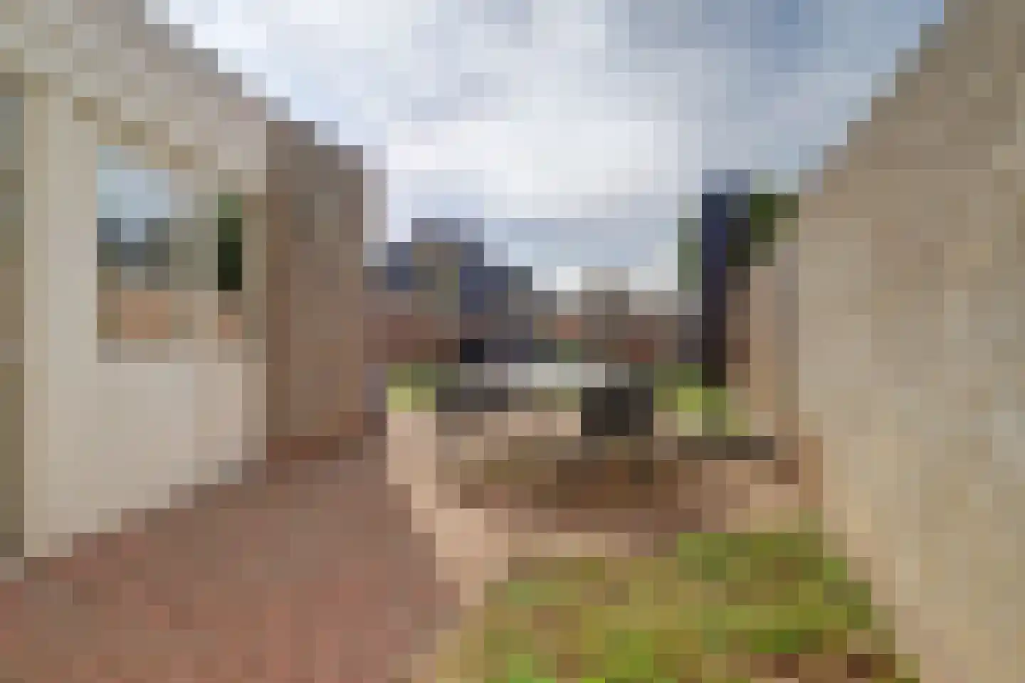 De Bonkelaar 57 Gendt thumbnail 31