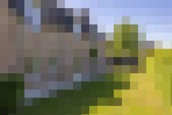 De Bonkelaar 83 Gendt thumbnail 19