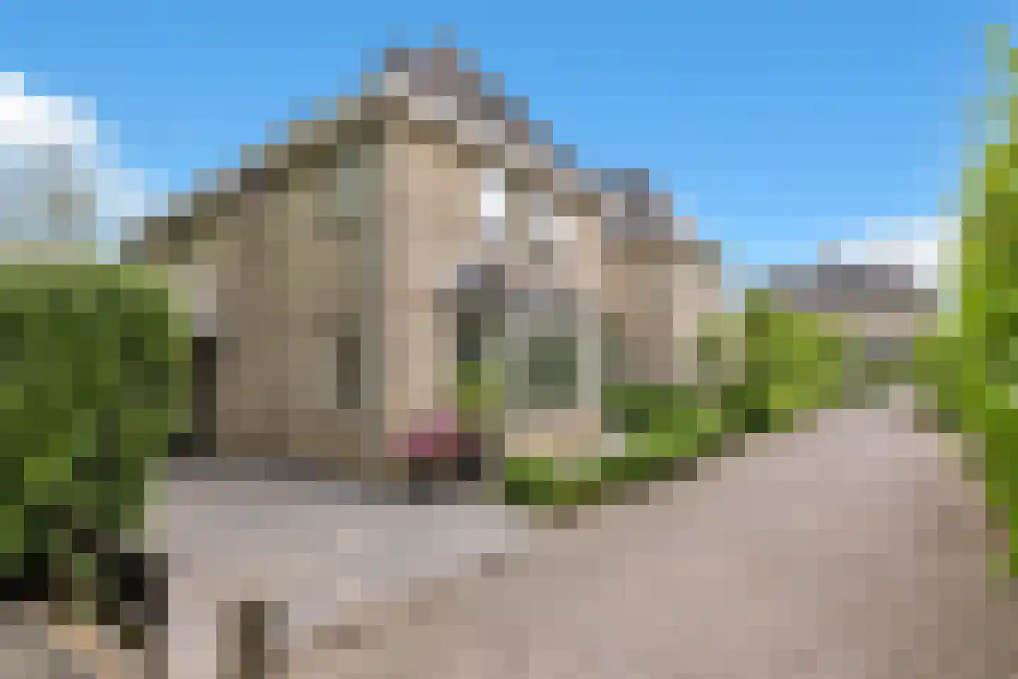De Bonte Koe 7 Gorinchem thumbnail 39