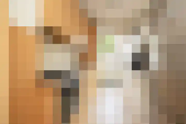 De Boog 2 Schagen thumbnail 10