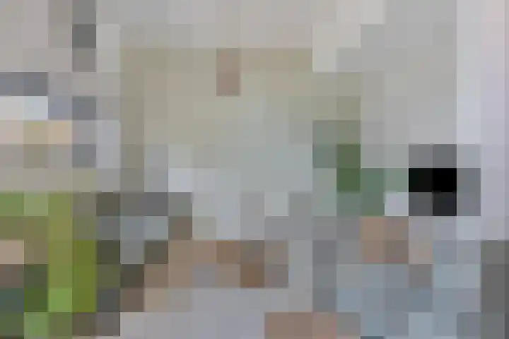 De Boomgaard 7 Zutphen thumbnail 9