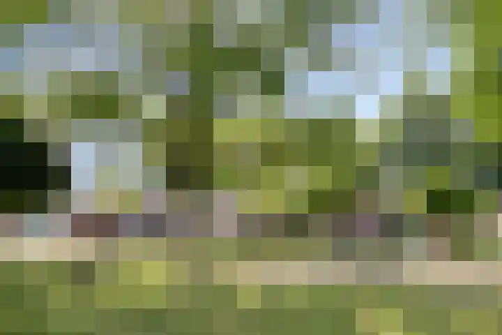 De Boomklever 55 Budel thumbnail 27