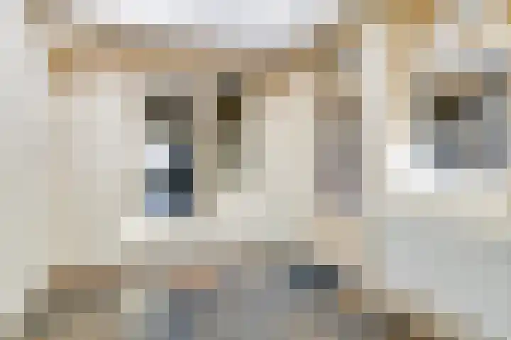 De Boomklever 6 Budel thumbnail 7