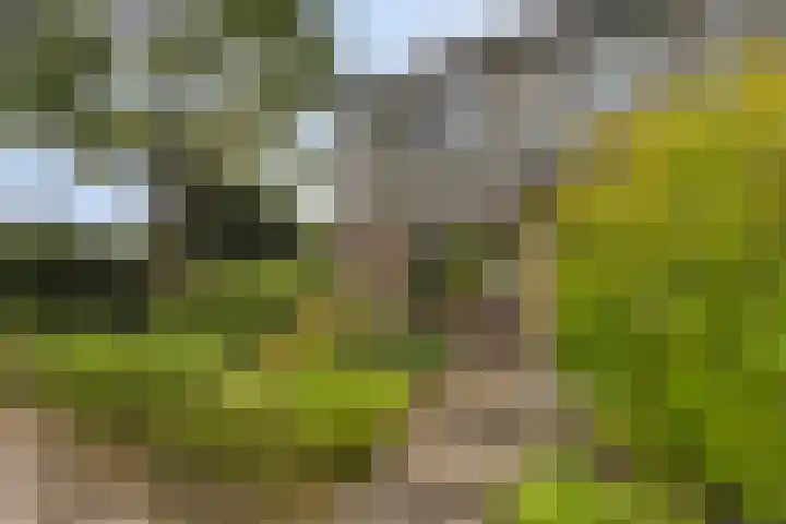 De Boskamp 1 Hoogland thumbnail 7