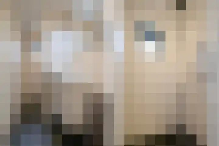 De Boskrâne 2 Stiens thumbnail 28