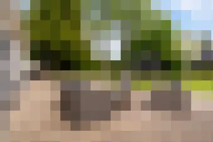 De Boskrâne 2 Stiens thumbnail 32