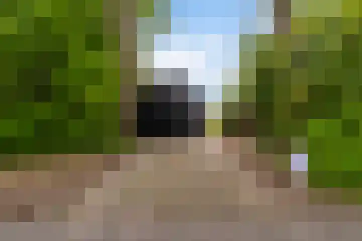 De Boskrâne 2 Stiens thumbnail 35