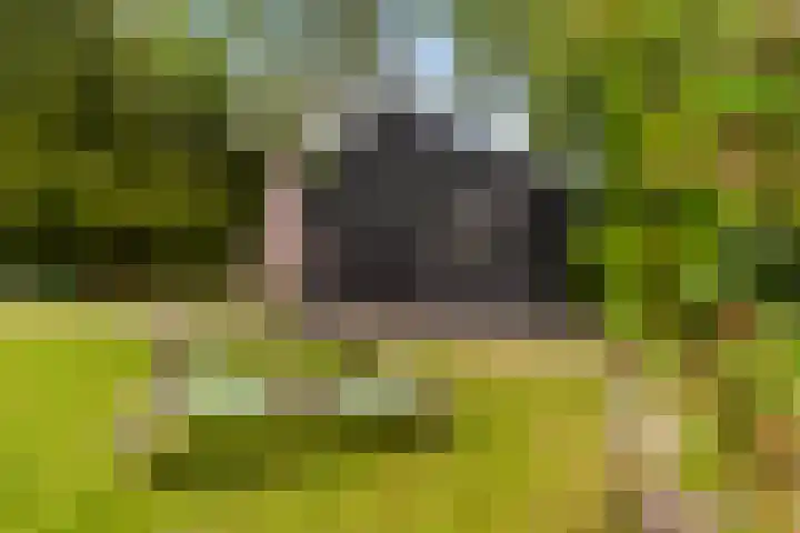 De Boskrâne 2 Stiens thumbnail 39
