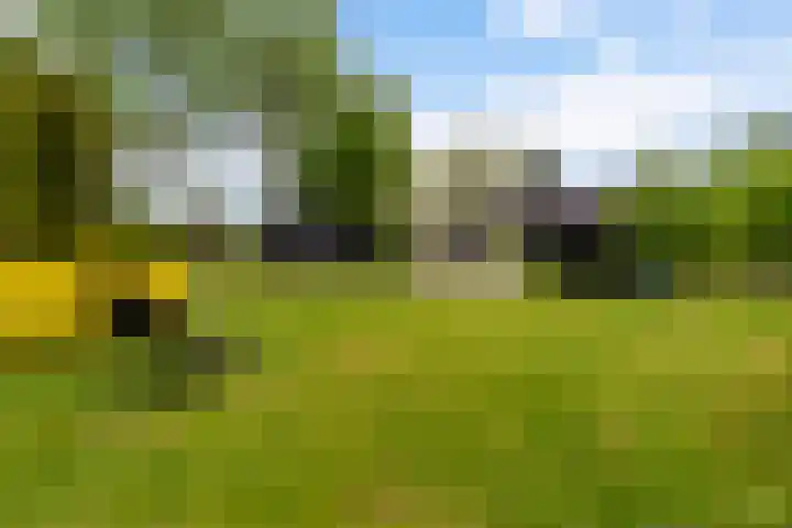De Boskrâne 2 Stiens thumbnail 4