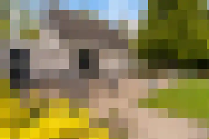 De Boskrâne 2 Stiens thumbnail 42