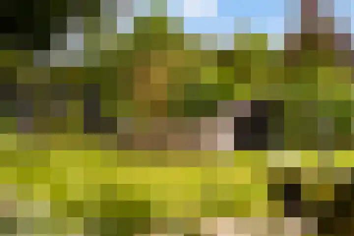 De Boskrâne 2 Stiens thumbnail 44