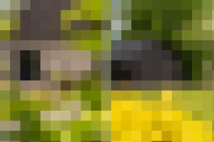 De Boskrâne 2 Stiens thumbnail 46