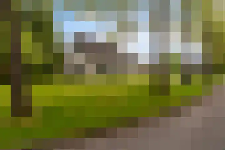 De Boskrâne 2 Stiens thumbnail 47