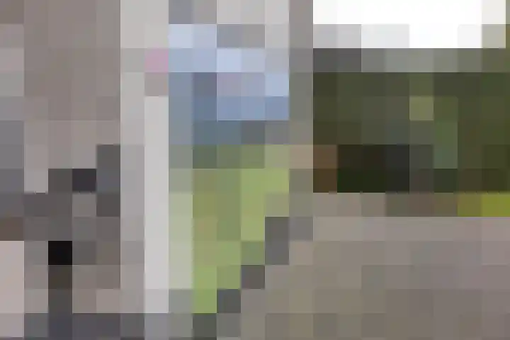 De Boskrâne 2 Stiens thumbnail 51