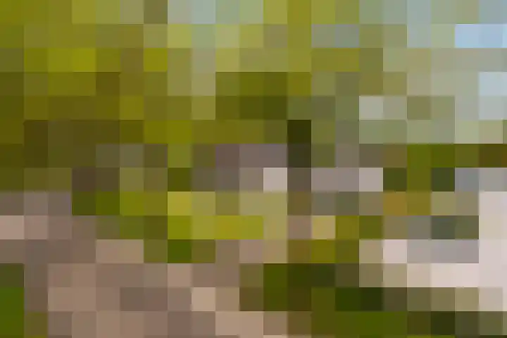 De Boskrâne 2 Stiens thumbnail 52