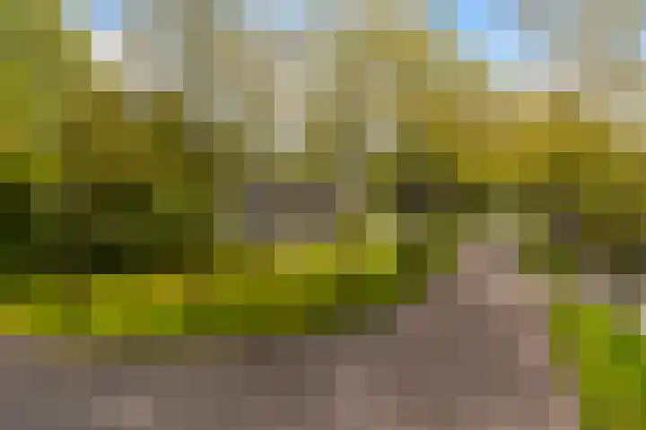 De Boskrâne 2 Stiens thumbnail 53
