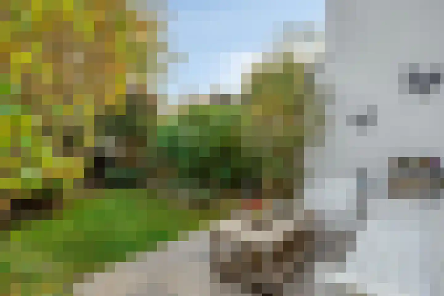 De Boterbloem 11 Budel thumbnail 15