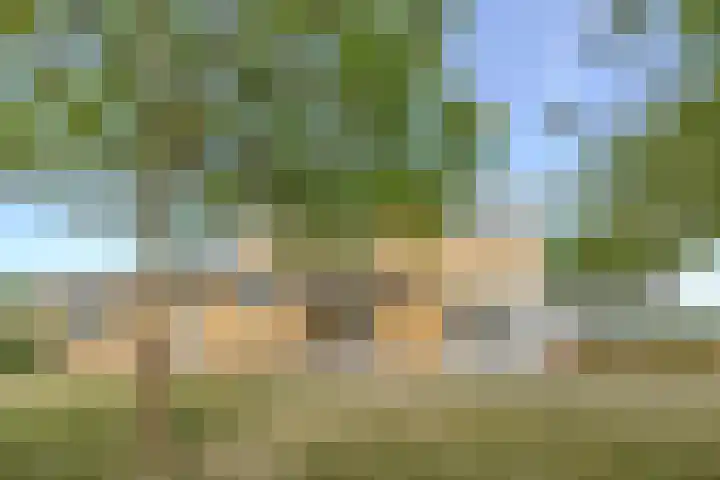 De Boterbloem 11 Budel thumbnail 34