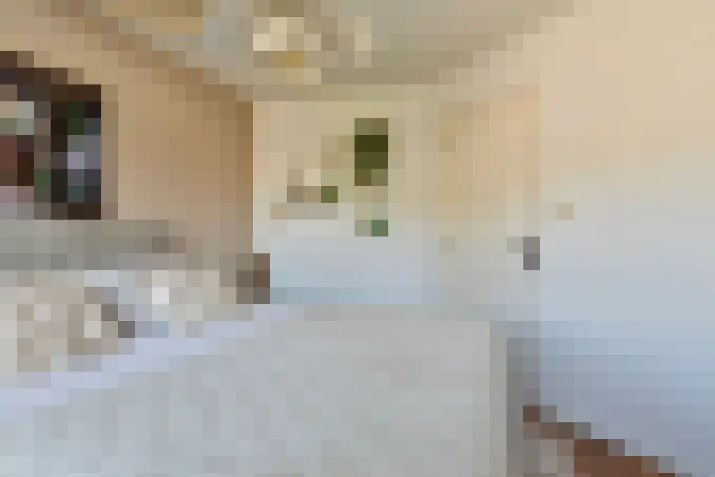 De Boterbloem 8 Boekel thumbnail 24