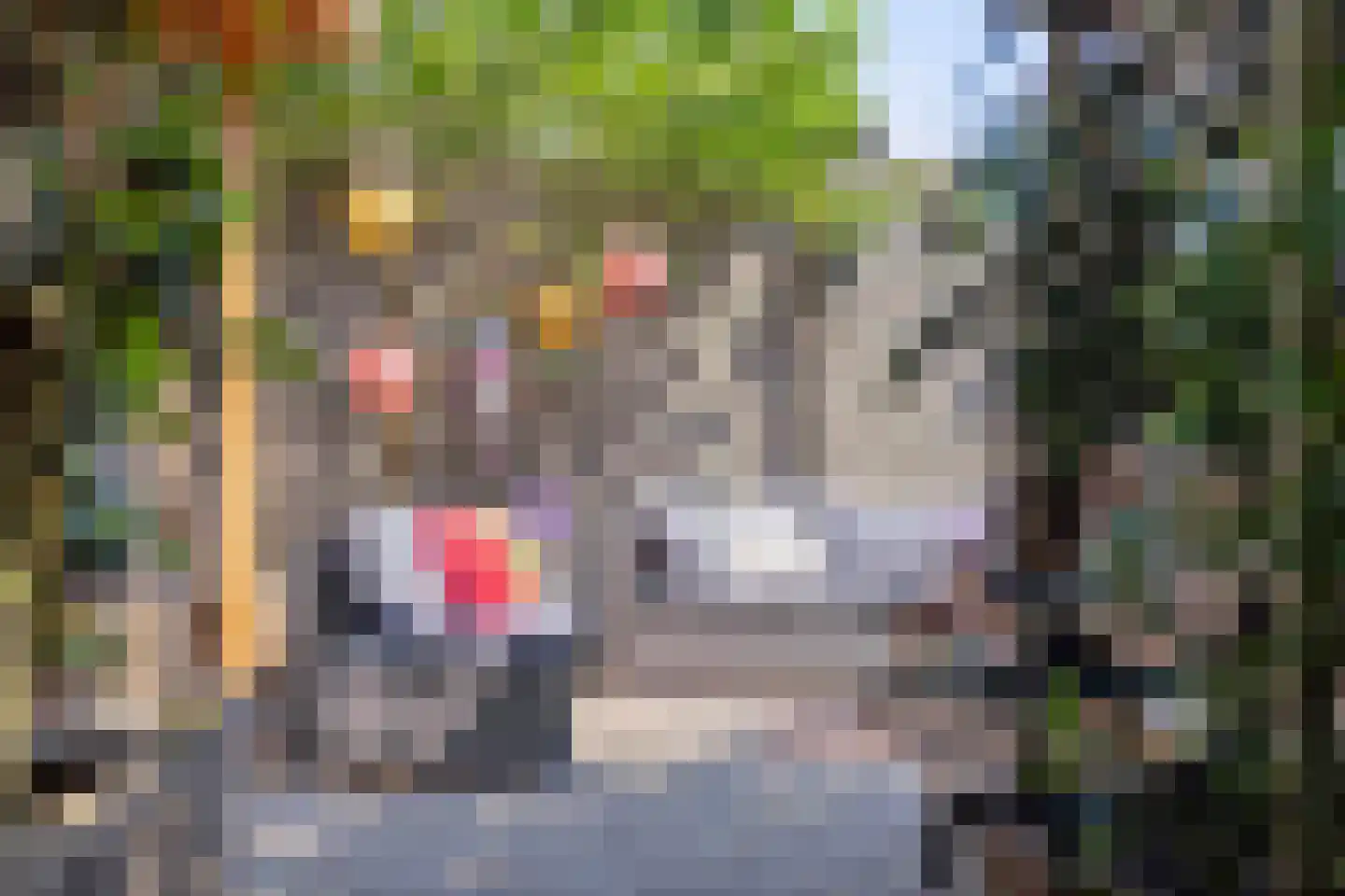De Boterbloem 8 Boekel thumbnail 36