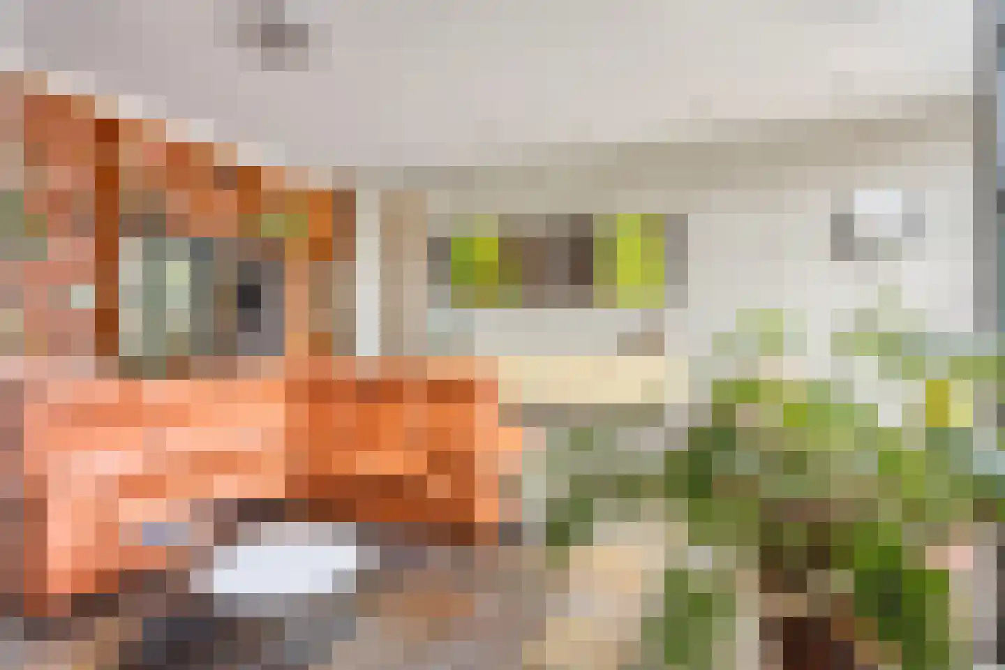 De Boterbloem 9 Budel thumbnail 16