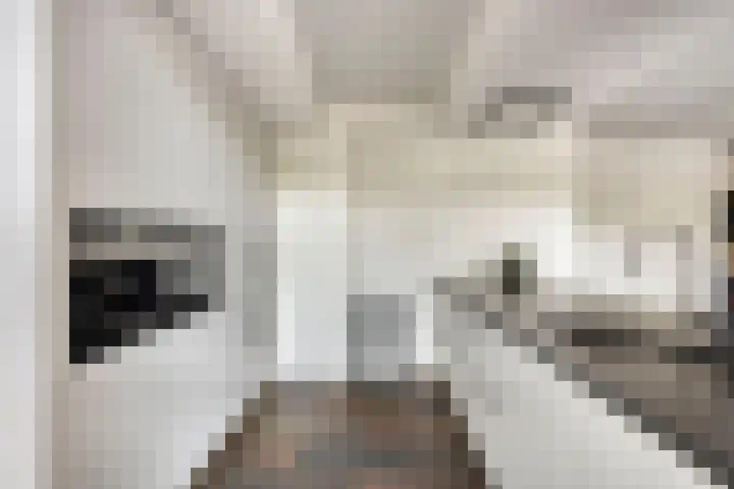 De Boterbloem 9 Budel thumbnail 9