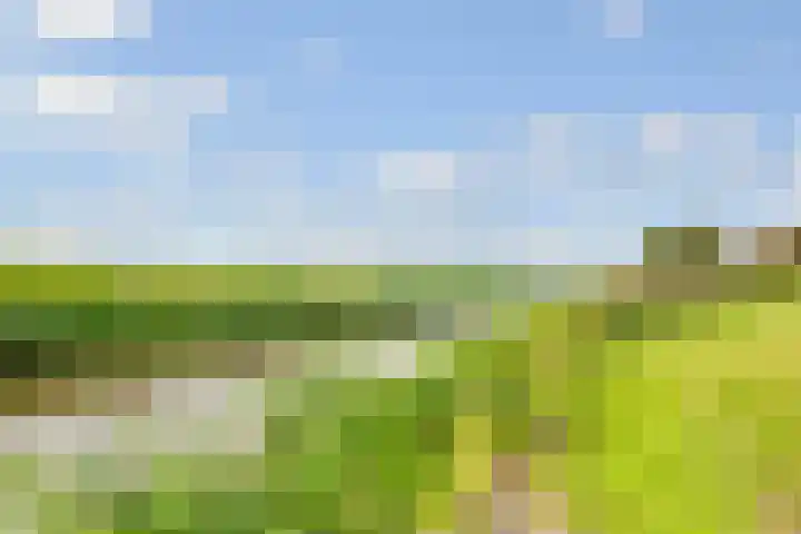 de Botter 13 Baarn thumbnail 53