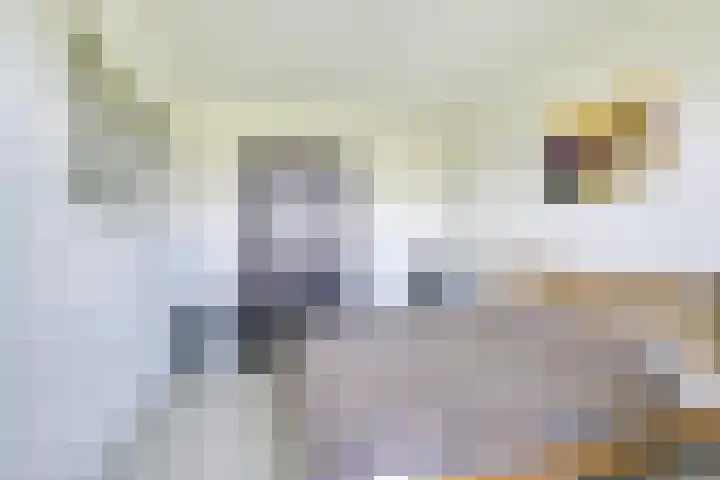 De Bouw 35 Houten thumbnail 17