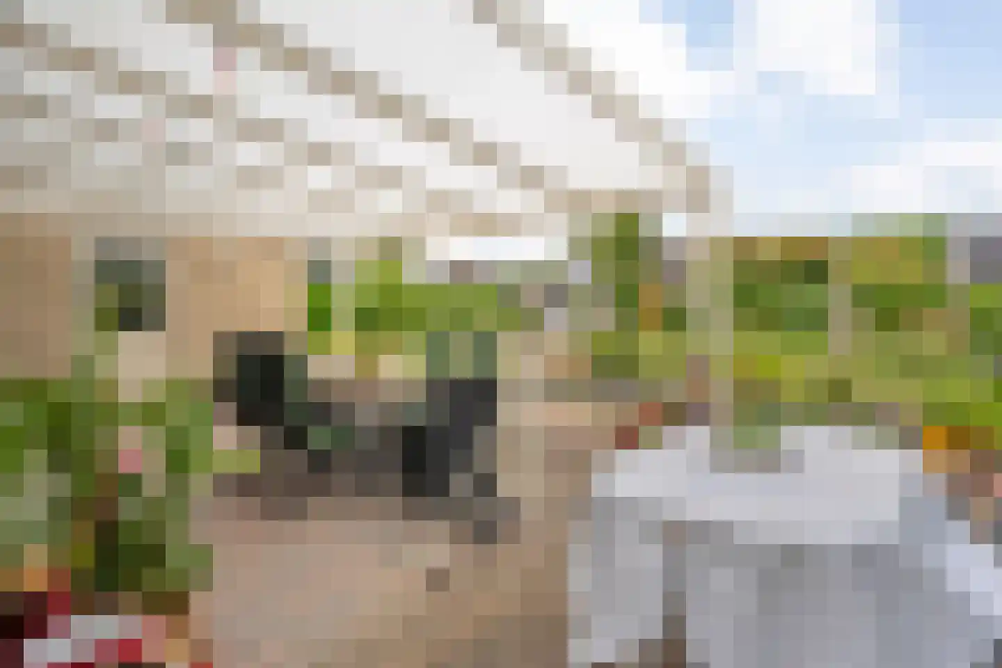 De Bovenkruier 4 Balkbrug thumbnail 46