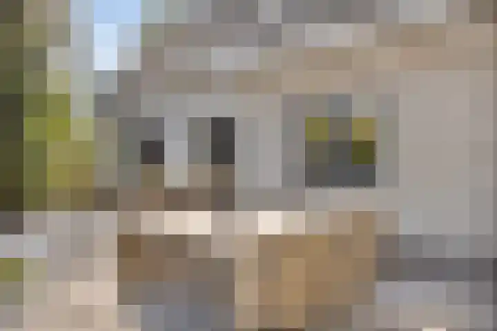 De Braak 11 Zevenbergen thumbnail 36
