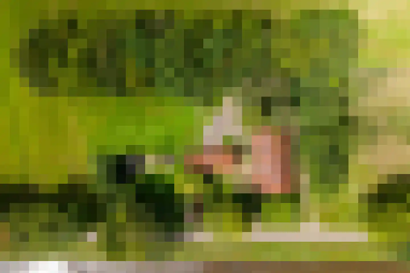 De Brandt 4 Dalfsen thumbnail 58
