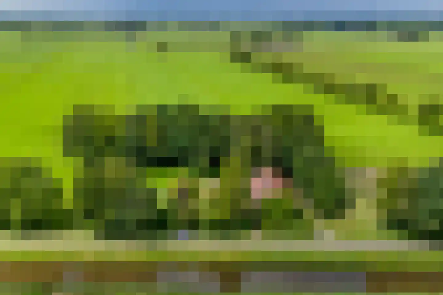 De Brandt 4 Dalfsen thumbnail 59