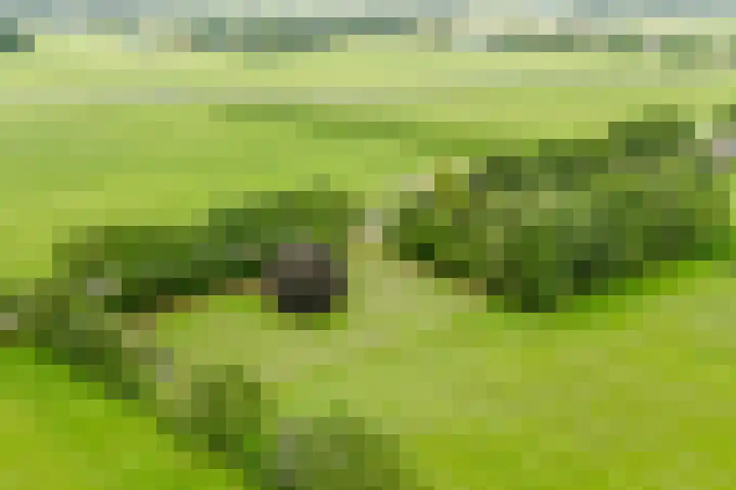 De Brandt 4 Dalfsen thumbnail 60