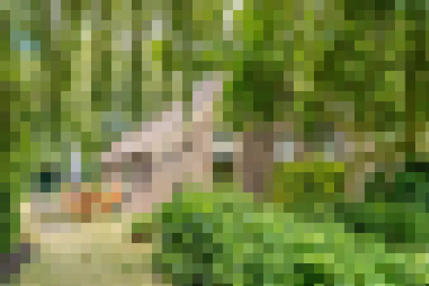 De Brandt 4 Dalfsen thumbnail 61